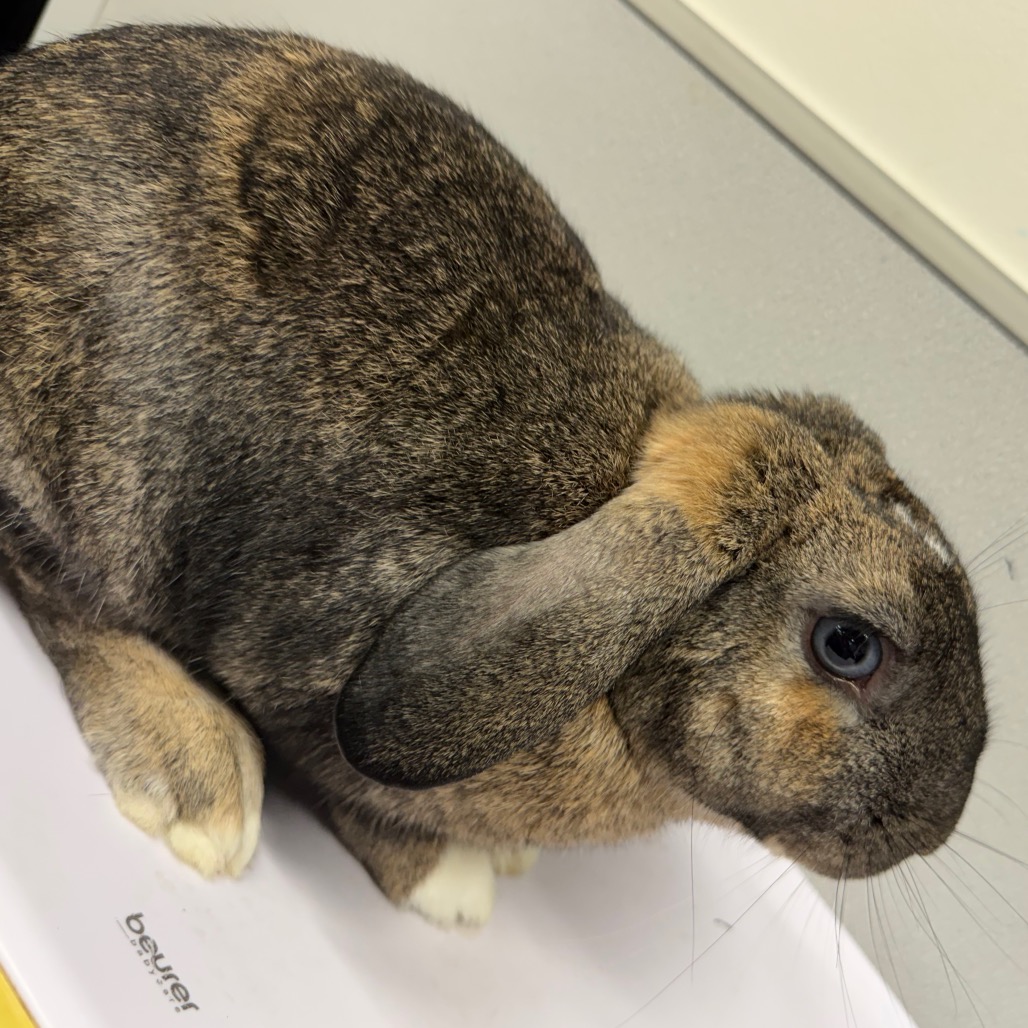 Shelter Stray Male Rabbit last seen , 3607 N Armenia Ave, Tampa, FL 33607, USA