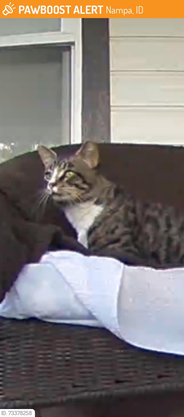 Found/Stray Male Cat last seen Orchard/Smith, Nampa, ID 83651
