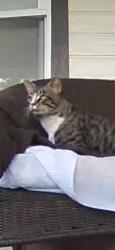 Found/Stray Male Cat last seen Orchard/Smith, Nampa, ID 83651