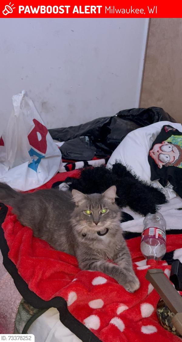 Lost Female Cat last seen Sycamore apmts near Brown deer rd, Milwaukee, WI 53223