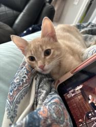 Lost Male Cat last seen Riverside heights apmts, Riverside, MO 64150