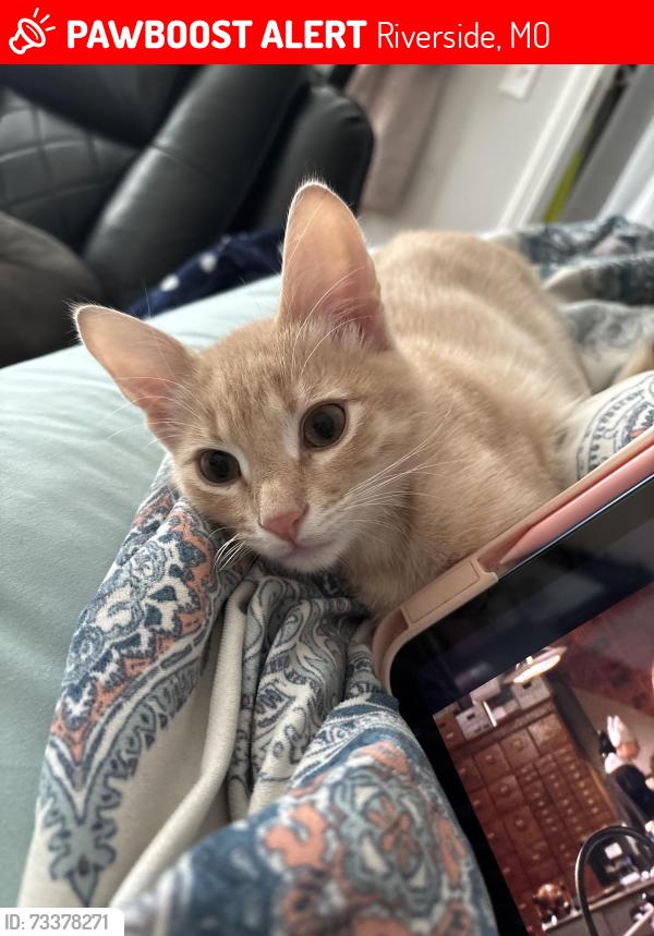 Lost Male Cat last seen Riverside heights apmts, Riverside, MO 64150