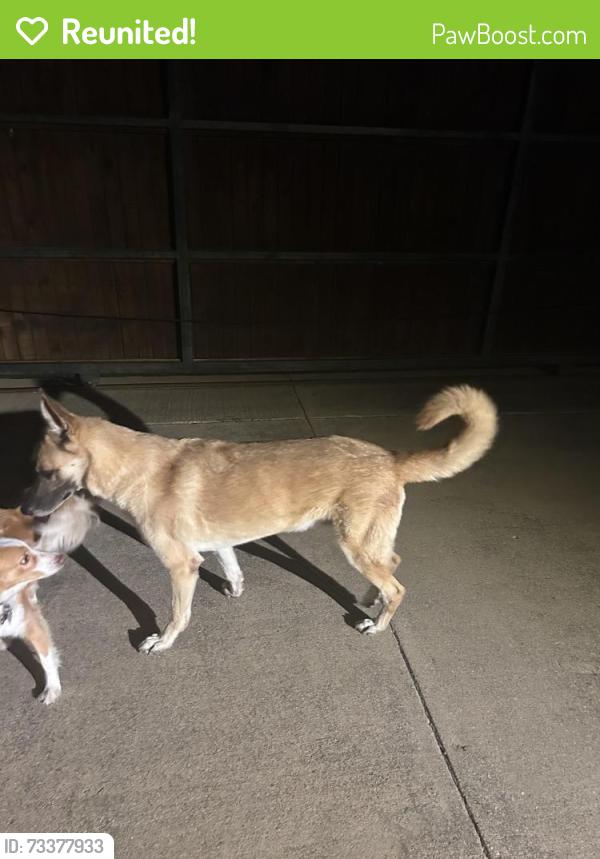 Reunited Male Dog last seen Kings Garden, Frisco,Tx, Frisco, TX 75034