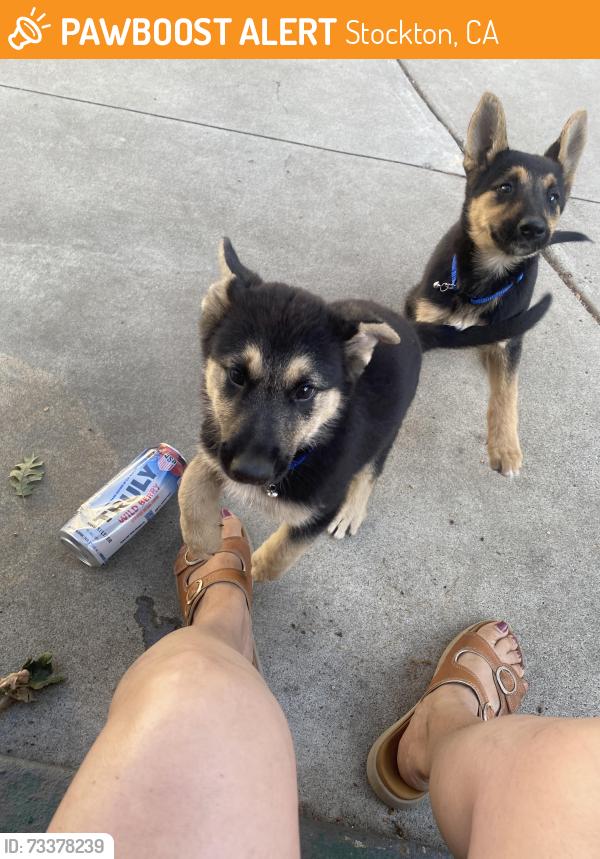 Found/Stray Female Dog last seen Grange, Stockton, CA 95204
