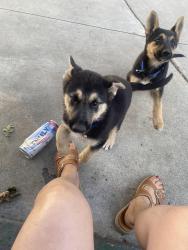 Found/Stray Female Dog last seen Grange, Stockton, CA 95204