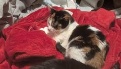 Lost Female Cat last seen Nightingale Road / Western Parade area, Southsea, Portsmouth, England 