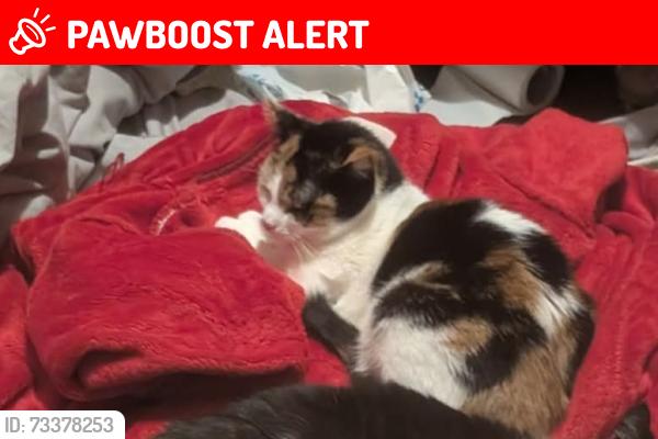 Lost Female Cat last seen Nightingale Road / Western Parade area, Southsea, Portsmouth, England 