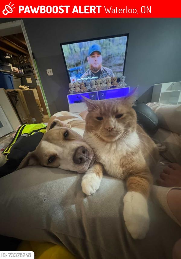 Lost Male Cat last seen Bridgeport plaza, Waterloo, ON 