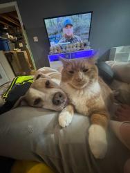 Lost Male Cat last seen Bridgeport plaza, Waterloo, ON 