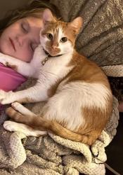 Lost Female Cat last seen vets highway, Holbrook, NY 11741