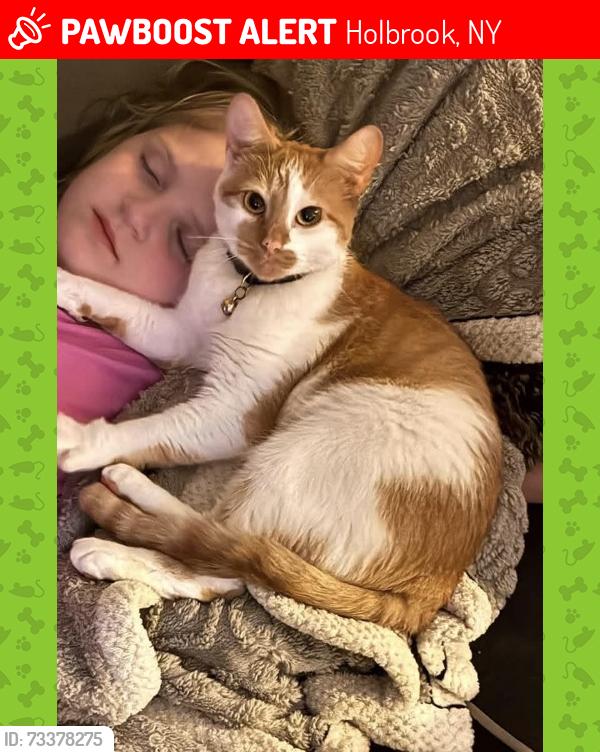 Lost Female Cat last seen vets highway, Holbrook, NY 11741