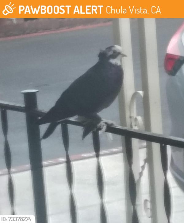 Found/Stray Unknown Bird last seen anita and broadway, Chula Vista, CA 91911