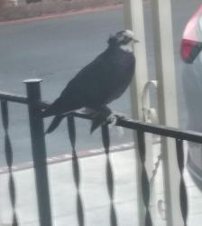 Found/Stray Unknown Bird last seen anita and broadway, Chula Vista, CA 91911