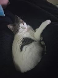 Lost Female Cat last seen 66th and troost, Kansas City, MO 64131