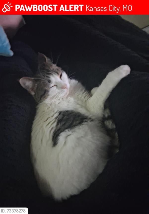 Lost Female Cat last seen 66th and troost, Kansas City, MO 64131