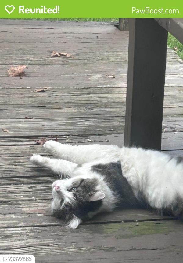 Reunited Male Cat last seen Henry Ave, Stratford, CT 06614, USA, Stratford, CT 06614