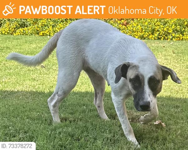 Found/Stray Female Dog last seen 43rd and Western, Oklahoma City, OK 73118