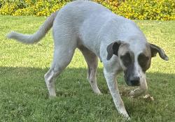 Found/Stray Female Dog last seen 43rd and Western, Oklahoma City, OK 73118
