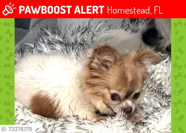 Lost Female Dog last seen Near sw 238 st, Homestead, FL 33032
