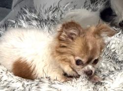 Lost Female Dog last seen Near sw 238 st, Homestead, FL 33032