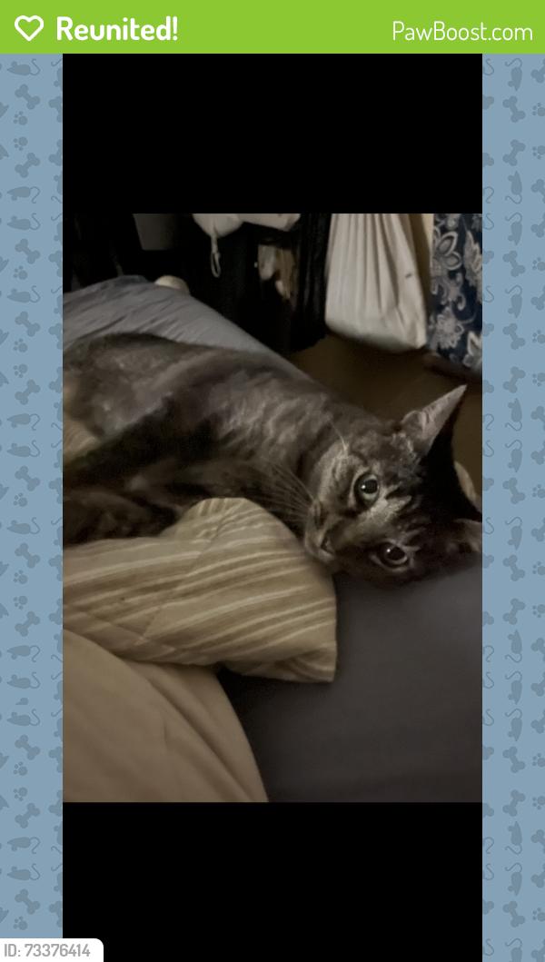 Reunited Male Cat last seen Adams and 54th, San Diego, CA 92115