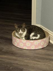 Lost Female Cat last seen Merton Rd and Capitol Dr, Hartland, WI 53029