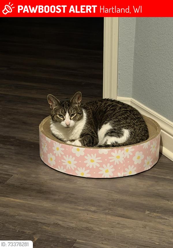 Lost Female Cat last seen Merton Rd and Capitol Dr, Hartland, WI 53029