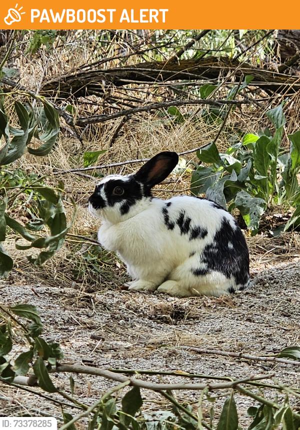 Found/Stray Unknown Rabbit last seen Saratoga Springs Marina North, Saratoga Springs, UT 84043