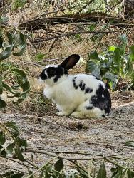 Found/Stray Unknown Rabbit last seen Saratoga Springs Marina North, Saratoga Springs, UT 84043