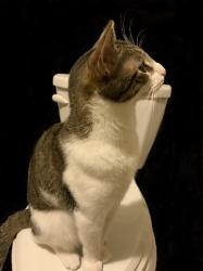 Lost Male Cat last seen Worth Alley, Warren St., Hudson, NY 12534