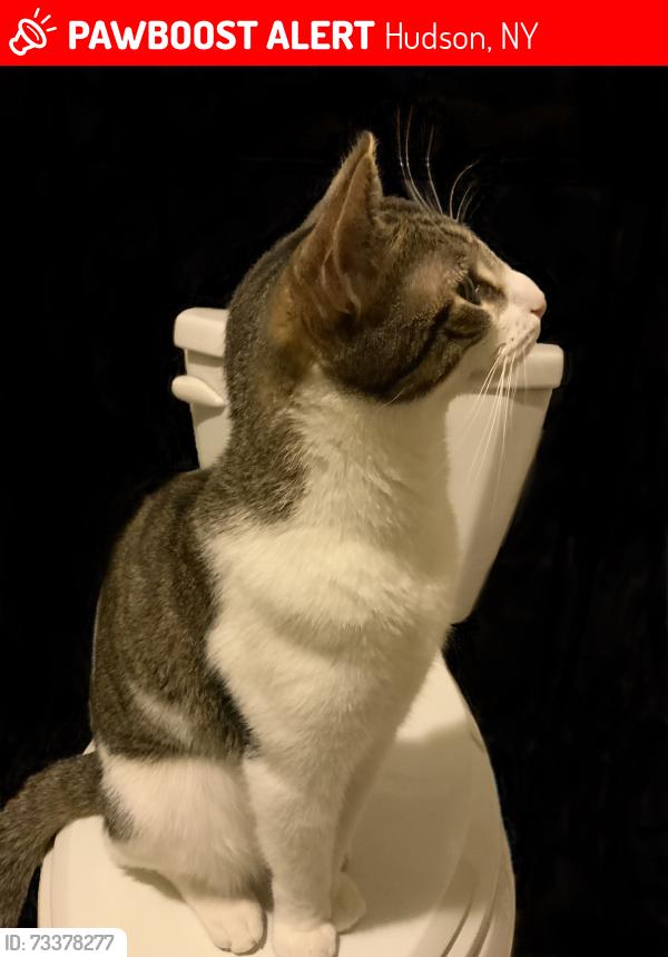 Lost Male Cat last seen Worth Alley, Warren St., Hudson, NY 12534
