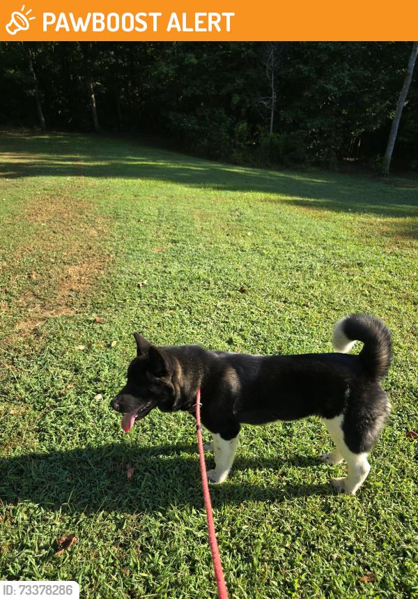 Found/Stray Male Dog last seen Beaver Creek rd and Pea Ridge Rd, Beaver Creek Rd, NC 27562