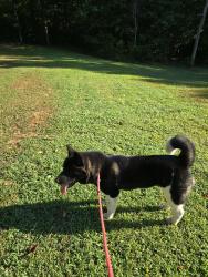 Found/Stray Male Dog last seen Beaver Creek rd and Pea Ridge Rd, Beaver Creek Rd, NC 27562