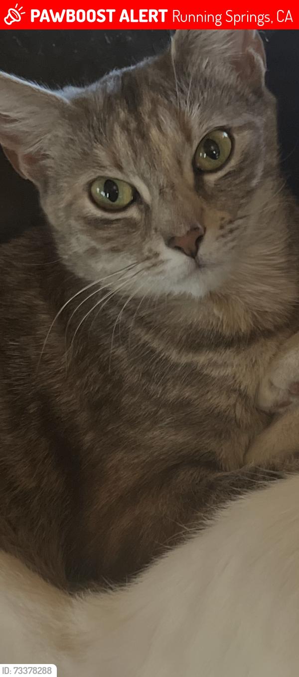 Lost Female Cat last seen Near hilltop dr, Running Springs, Running Springs, CA 92382