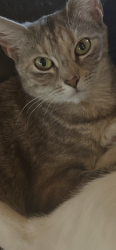 Lost Female Cat last seen Near hilltop dr, Running Springs, Running Springs, CA 92382