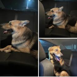 Found/Stray Male Dog last seen Wacona st, Palm Bay, FL 32909