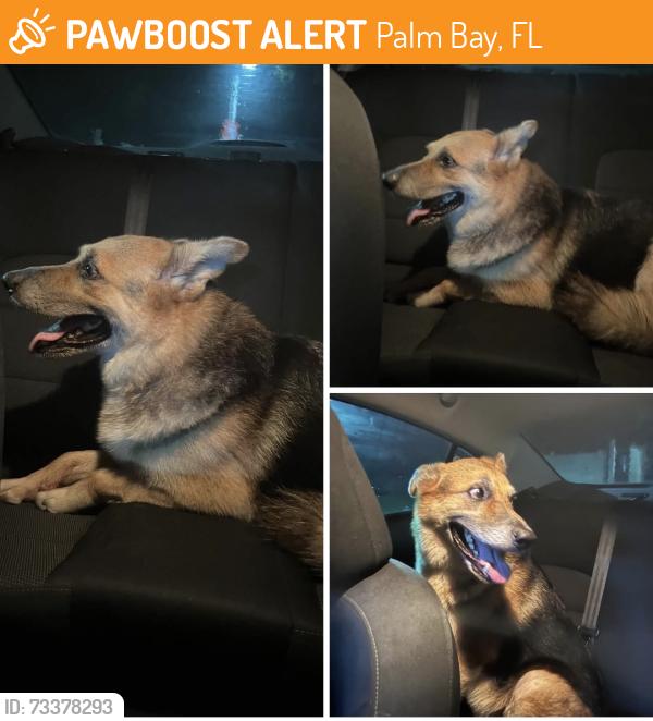 Found/Stray Male Dog last seen Wacona st, Palm Bay, FL 32909