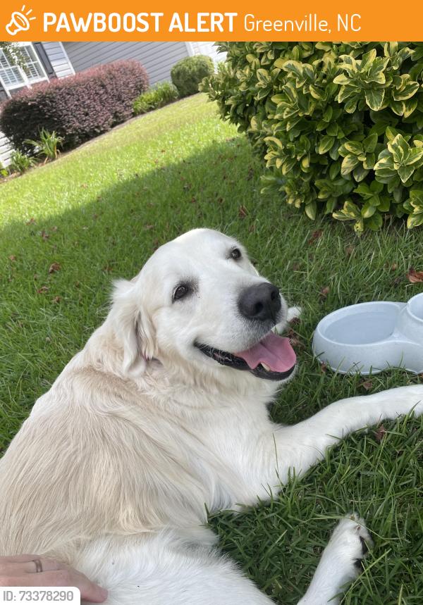Found/Stray Unknown Dog last seen Wyngate Dr, Greenville, NC 27834
