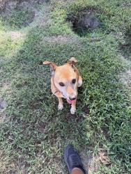 Found/Stray Male Dog last seen Tyler high, Tyler, TX 75702