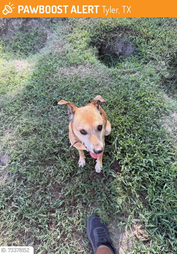 Found/Stray Male Dog last seen Tyler high, Tyler, TX 75702