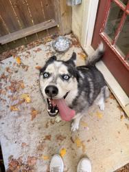Reunited Male Dog last seen Elmwood and Rosemont, Chattanooga, TN 37411
