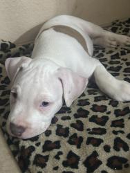 Lost Male Dog last seen Near pine st, Laredo, TX 78046