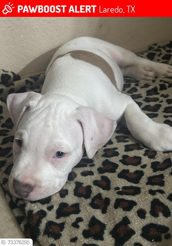 Lost Male Dog last seen Near pine st, Laredo, TX 78046