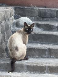 Found/Stray Male Cat last seen lakeview ave, San Francisco, CA 94112
