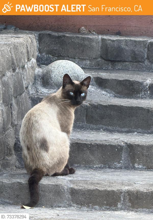 Found/Stray Male Cat last seen lakeview ave, San Francisco, CA 94112