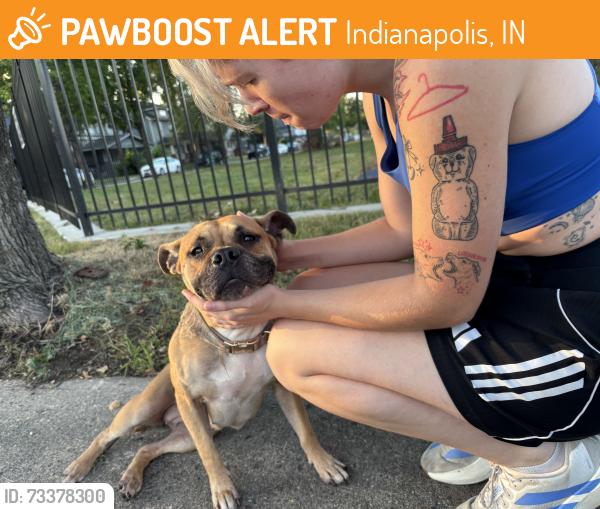 Found/Stray Female Dog last seen 29th st, Indianapolis, IN 46204