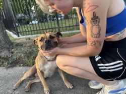 Found/Stray Female Dog last seen 29th st, Indianapolis, IN 46204