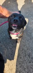 Found/Stray Male Dog last seen Red Barn Flea Market, Dalton, GA 30721
