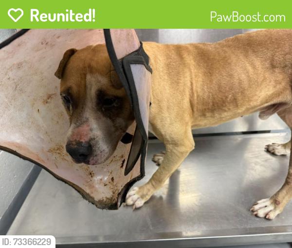 Reunited Unknown Dog last seen Located at Rockdale County Animal Service, 1506 Rockbridge Road, Conyers, GA 30012, Conyers, GA 30012
