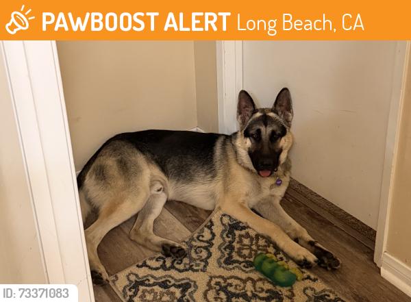 Found/Stray Male Dog last seen S Santa Fe and E El Presidio, Long Beach, Long Beach, CA 90810